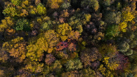 Vivid-fall-colors-shown-in-treetops-of-alpine-forest