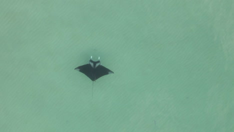 Manta-Ray-with-Remoras-flies-through-shallow-water-over-sandy-bottom