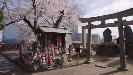 Frühlingsschrein-Im-Osaka-Castle-Park,-Sakura-Blüht-4k