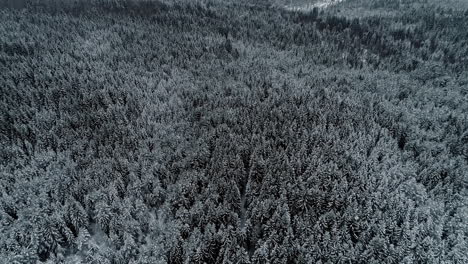 Cinematic-flight-over-frozen-coniferous-forest-tree-canopy,-light-snow-falls