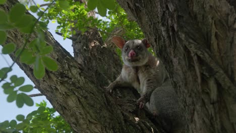 Adult-brushtail-possum-sitting-in-tree-in-daylight-slow-motion