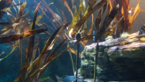 Fish-swimming-in-an-aquarium