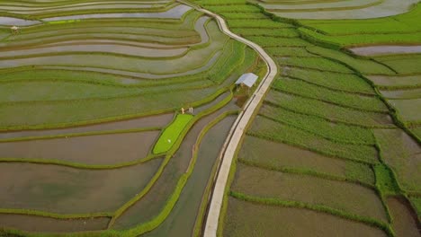 Tonoboyo-watery-rice-field-in-central-Java,-Indonesia