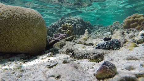 Die-Unterwasserwelt-Auf-Der-Insel-Rarotonga