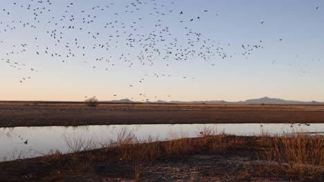 A-large-group-of-Sandhill-Cranes-flying-over-the-horizon-at-sunset