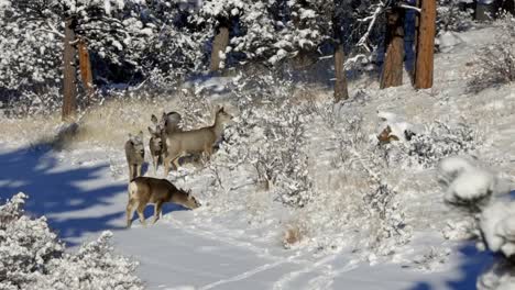 Herd-of-Mule-Deer-does-moving-along-a-snow-covered-hillside-during-the-winter-of-Colorado