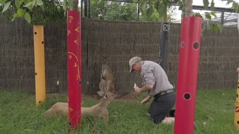 Zoo-Keeper-and-the-Australian-Kangaroo,-feeding-medicine-and-supplements-to-the-roos