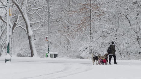 Dogwalker-Walks-Many-Dogs-Through-Snow-In-Central-Park,-New-York-City,-U