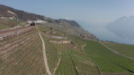 Aerial-of-large-and-vast-vineyards