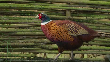 Curious-Common-Pheasant-bob-head-while-walking-and-stare-at-camera---tracking