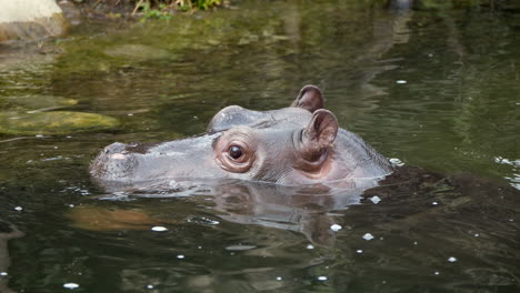 Super-slow-motion-of-baby-hippo-cooling-in-water-and-looking-over-surface,close-up