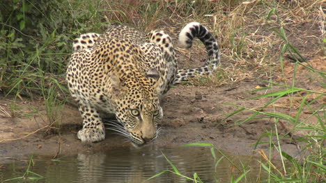 Leopard-Drinking-Water-in-Wilderness-of-African-Savanna