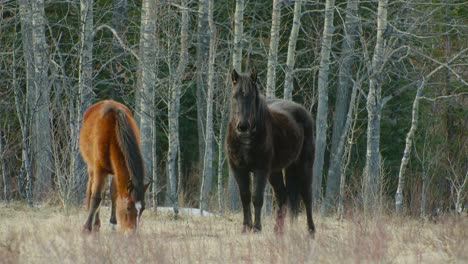 Black-horse-looking-at-camera-and-brown-horse-grazing