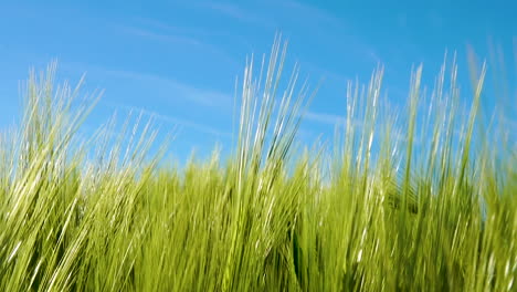 Field-Of-Green-Wheat-Ears-Against-Blue-Sky