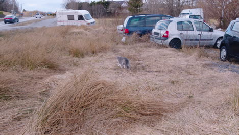Cat-hunting-in-the-grass-among-cars