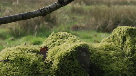 An-old-stone-wall-covered-in-bright-green-moss