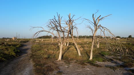 Dead-trees-remain-at-Epecuen-Town-Aerial-tracking-out