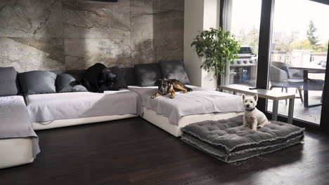 Drei-Hunde-Liegen-Auf-Einem-Sofa-In-Einem-Modernen-Design-Apartment-Mit-Terrasse