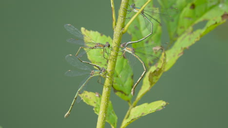 Group-of-wild-Damselflies-hanging-on-green-stalk-in-sunlight-in-front-of-natural-lake---close-up-shot