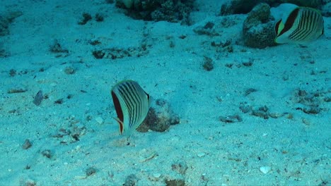 Falterfische-Schwimmen-über-Sand-Im-Roten-Meer
