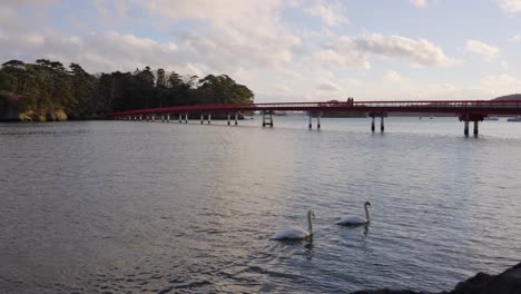 Matsushima-Bay-and-Fukuurajima,-Swans-swimming-past-at-Sunset,-Japan