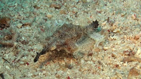 Seemottenpegasusfische,-Die-über-Den-Sandigen-Meeresboden-Laufen