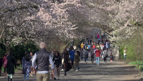 People-Walk-Under-Canopy-Of-Cherry-Blossom-Trees-In-Central-Park,-N