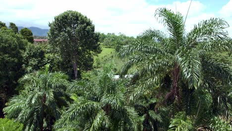Pequeño-bosque-de-palmeras-vista-aérea-con-drone