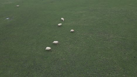 Entzückende-Flauschige-Weiße-Schafe-Fressen-Gras-Im-Englischen-Feld,-Luftaufnahme