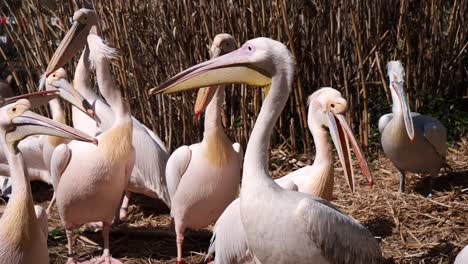 Group-of-Pelicans-resting-outdoors-between-straw-field-during-sunlight,static-slow-motion