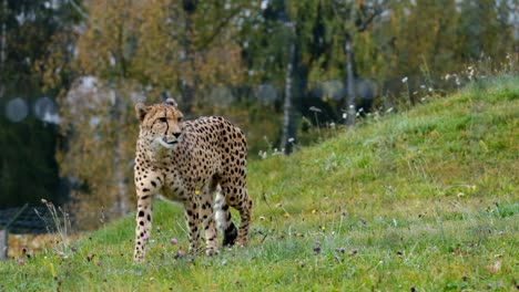 Beautiful-cheetah-walking-in-slow-motion-on-grass