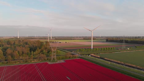 Planta-De-Energía-Eólica-En-Los-Florecientes-Campos-De-Tulipanes-Rojos-En-Flevoland,-Países-Bajos