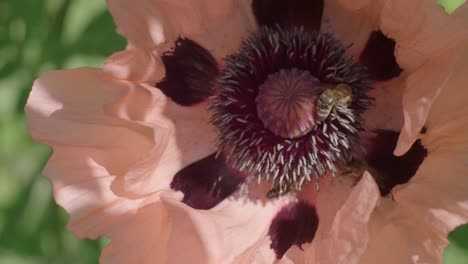 Closeup-shot-form-above-of-honey-bees-gathering-pollen-inside-a-pale-pink-poppy