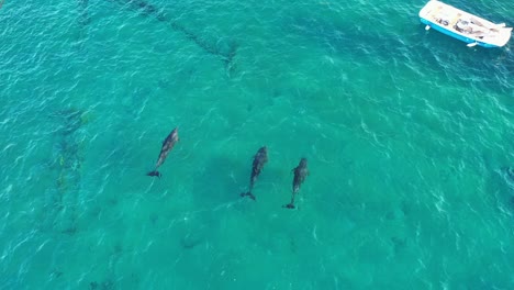 Three-gray-bottlenose-dolphins-taking-their-breaths-in-the-clear-blue-waters-of-the-Red-Sea-before-diving-back-into-the-water-with-their-tails-off-the-coast-of-Eilat,-Israel