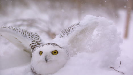 Slow-motion-view-of-a-snowy-owl-in-a-winter-landscape---Canadian-Tundra---Hunting-bird-of-prey