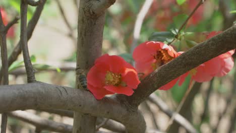 Two-Bees-Pollinating-Japanese-Quince-Flower,-Collecting-Nectar,-Slow-Motion