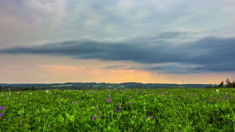 Beautiful-violet-Lilac-flowers-blooming-in-a-beautiful-green-meadows-field-with-white-clouds-passing-by-in-time-lapse