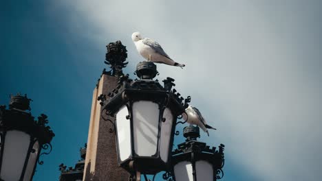 Slow-motion-seagull-on-top-of-a-lamppost