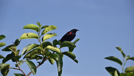 Red-winged-Blackbird-male-chirping-while-perched-on-a-bush,-Florida,-USA