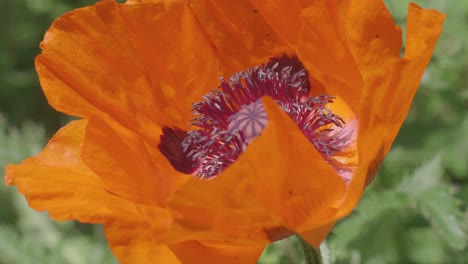 Extreme-close-up-of-a-bee-pollinating-an-orange-poppy-wildflower