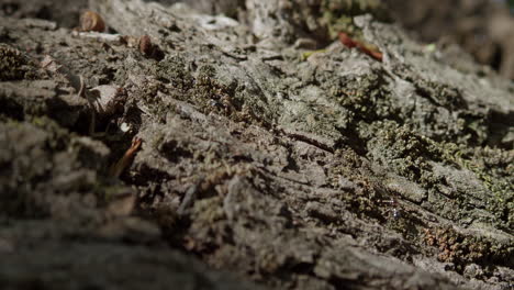 Ants-wander-back-and-forth-along-the-trunk-of-a-hundred-year-old-tree