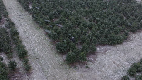 Snowflakes-Falling-On-Christmas-Tree-Plantation-With-Worker-During-Winter
