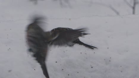 Redpoll-digging-deep-in-the-snow-for-seeds-during-a-winter-storm