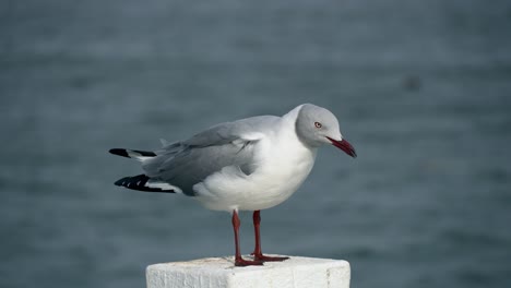 Gray-headed-Gull-observing-from-a-white-pole-on-a-windy-day-at-the-sea