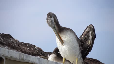 Nahaufnahme-Eines-Peruanischen-Pelikans,-Der-Sein-Gefieder-Auf-Einem-Dach-Kratzt