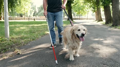 blind-man-walking-with-his-service-guide-dog-and-a-stick-for-the-blind-in-the-park-during-a-sunny-day