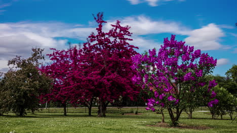 Gente-Caminando-Alrededor-De-árboles-De-Lilas-Florecientes-Con-Flores-De-Color-Púrpura-Rojizo-Y-Rosa-En-Primavera
