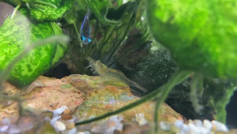 Fresh-water-ghost-shrimp-stands-on-a-dragon-stone-in-a-tropical-fish-aquarium-with-neon-tetra-fish-in-the-background