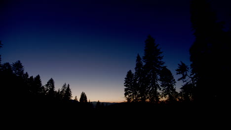 TILT-UP---Silhouetted-forest-trees-against-a-twilight-sky,-stunning