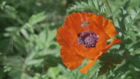 looking-down-at-a-bee-hovering-above-the-dark-Purple-Pistil-of-an-orange-poppy